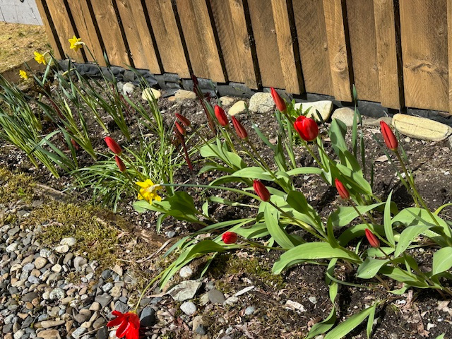 Tulips and daffodils Tulips and daffodils